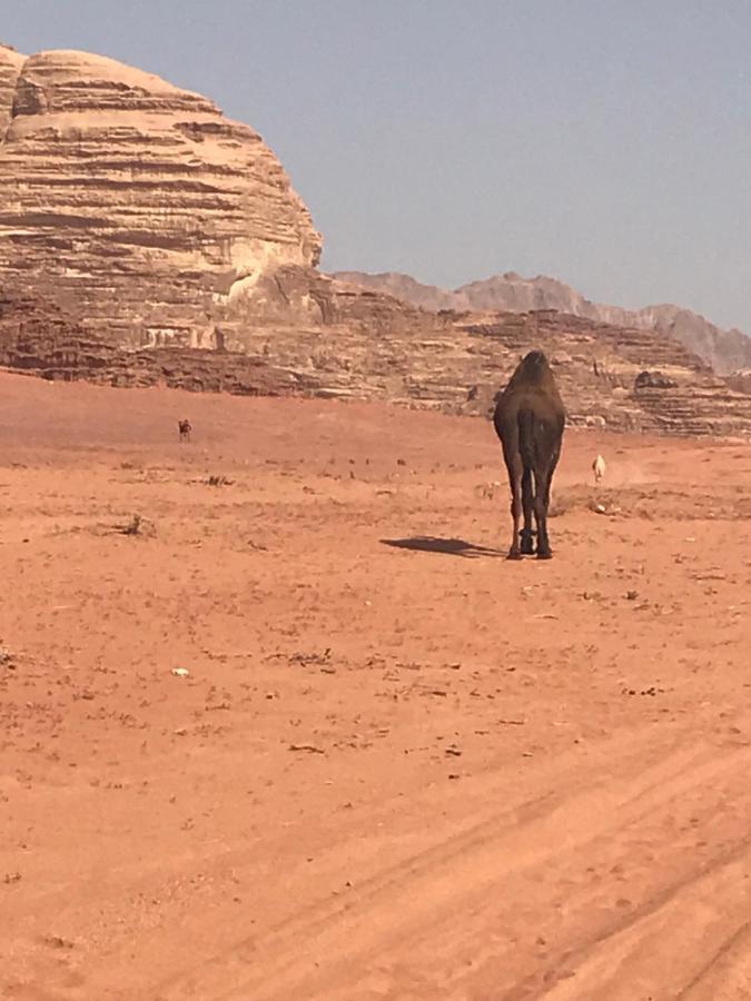 Hotel Bedouin House Camp Wadi Rum Exterior foto